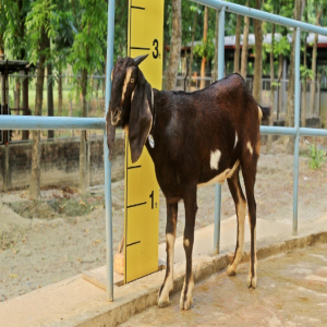 Goat wether (খাসি)